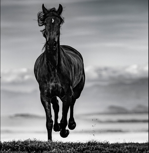 David Yarrow, ‘Black Beauty’, 2019, Isabella Garrucho Fine Art