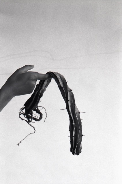 Katinka Bock, ‘Dead Cactus’, 2016, Galerie Jocelyn Wolff