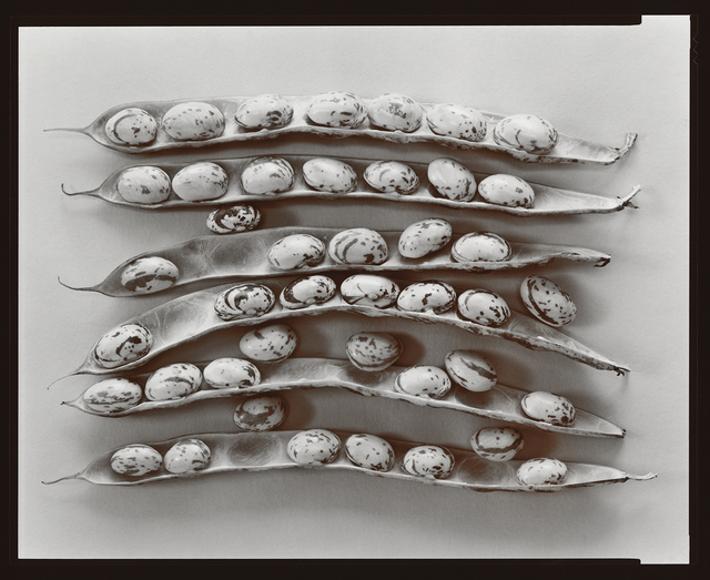Olivia Parker, ‘Shell Beans’, 1979, Photography, Selenium Toned Silver Contact, Robert Klein Gallery