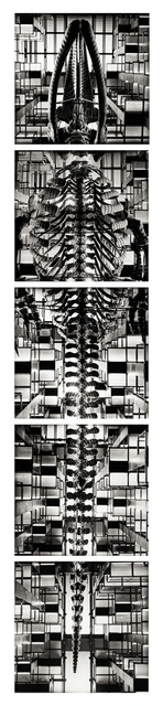 Tomás Casademunt, ‘Penta Ballena, serie Biblioteca Vasconcelos’, 2007, Photography, Pigmentos sobre papel algodon, le laboratoire