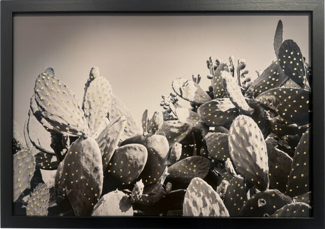 Opuntia Becomes a Star