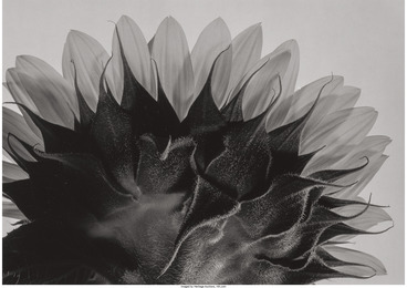 A Group of Three Photographs of Flowers