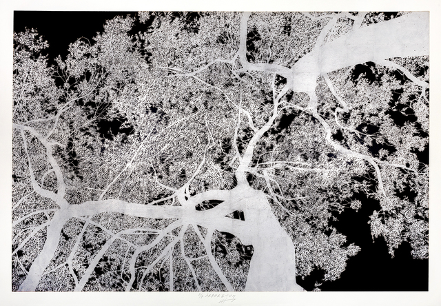 Jan Hendrix, ‘Arboretum 6’, 2018, Anémona Editores
