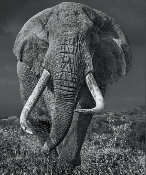 David Yarrow, ‘Bunga Bunga’, 2017, Photography, Archival Pigment Print, Maddox Gallery
