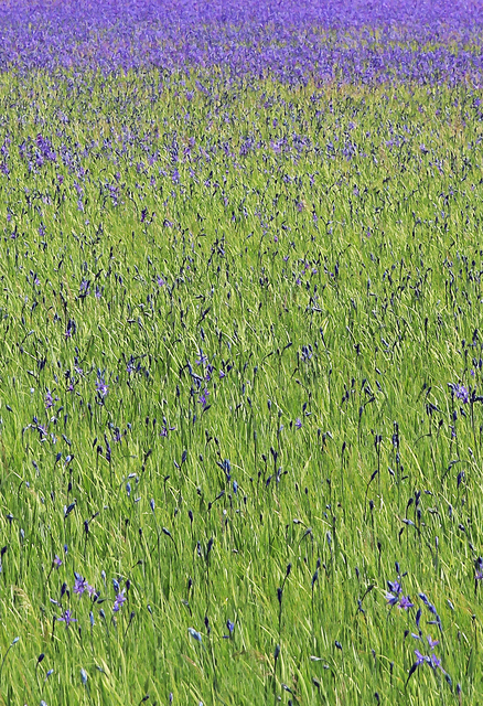 Larry Garmezy, ‘Wild Irises - Wildflower photography, Yellowstone National Park, floral, impressionist, in green and violet / purple’, 2017, Archway Gallery