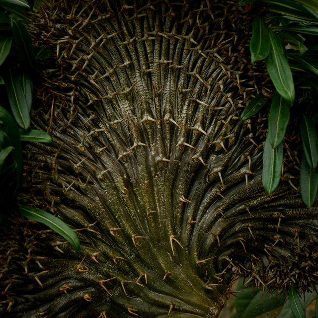 Mark Petersen, ‘Thorn Throne’, 2017, Osceola Gallery