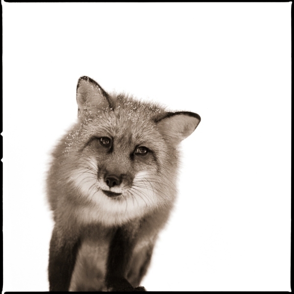 Nine Francois, ‘Fox I’, 2017, Julie Nester Gallery