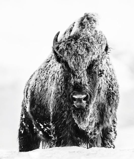 David Yarrow, ‘The Beast’, ca. 2017, Photography, Archival Pigment Print, Samuel Lynne Galleries