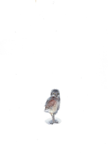 Dina Brodsky, ‘Spotted Owlet’, 2019, Garvey | Simon