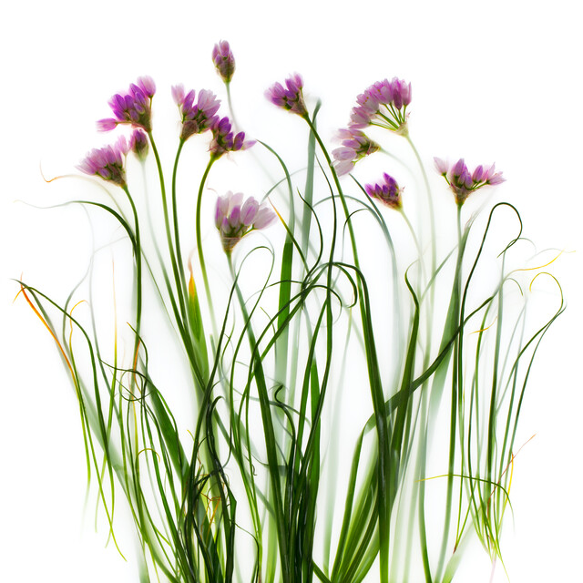 Allium Lusitanicum