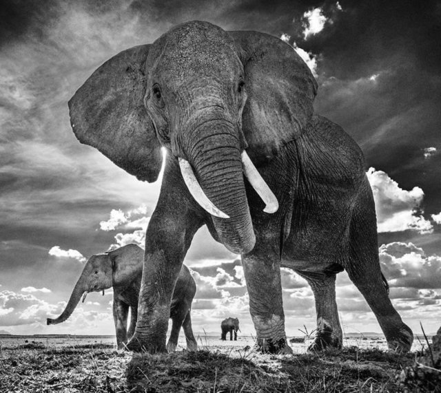 David Yarrow, ‘The Untouchables II’, 2017, Photography, Archival Pigment Print, Maddox Gallery