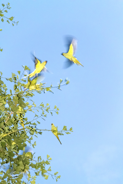 Yoshinori Mizutani, ‘Tokyo Parrots, 009’, 2013, Photography, Archival pigment print, Brownie Project