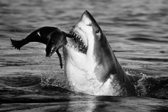 David Yarrow, ‘Jaws’, ca. 2011, Photography, Archival Pigment Print, Samuel Lynne Galleries