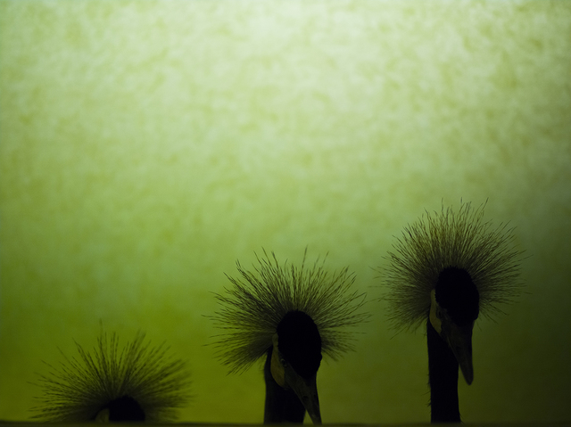 João Tabarra, ‘Biotope project, "Étude cosmologique"’, 2015, Photography, Colour photograph, Galeria Filomena Soares