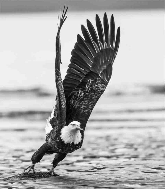David Yarrow, ‘Take Off’, ca. 2016, Photography, A, Samuel Lynne Galleries