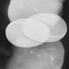Osamu Shiihara 椎原 治