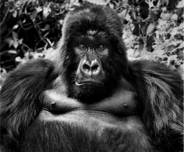 David Yarrow, ‘King Kong’, Photography, Archival ink on paper, Fineart Oslo