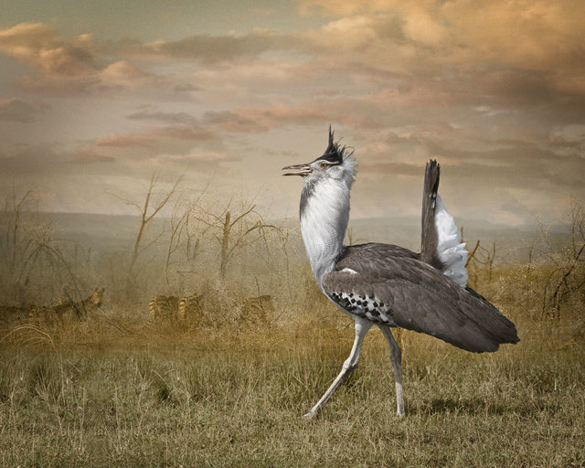 Cheryl Medow, ‘Kori Bustard And Zebras’, 2009, Photography, Archival pigment print, PDNB Gallery