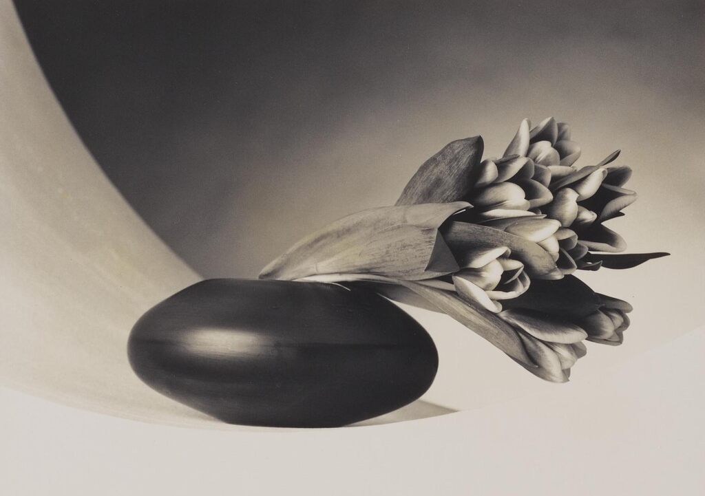 Robert Mapplethorpe - Tulips, (Just to Thank You)