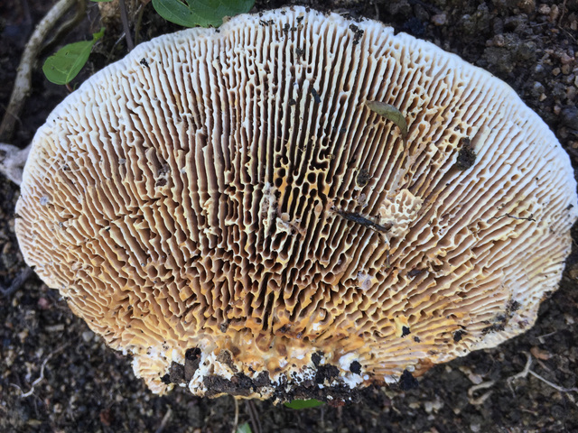 Onajide Shabaka, ‘Mushroom gills ’, 2017, Emerson Dorsch