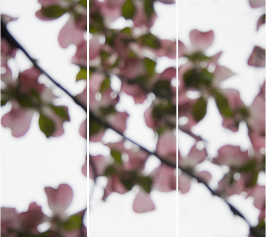Jeri Eisenberg, ‘Dogwood Pink No. 5’, 2008, Carrie Haddad Gallery