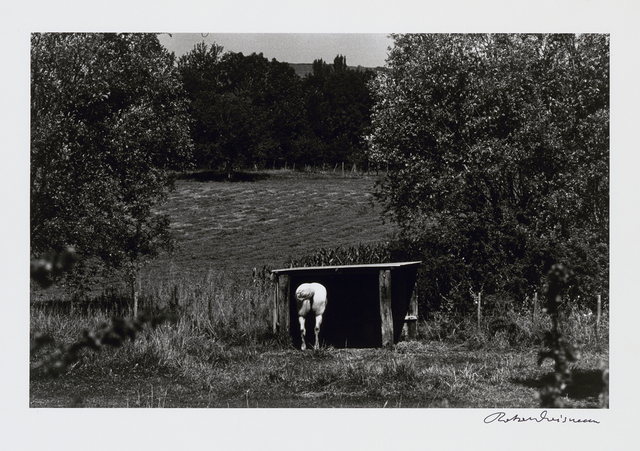 Robert Doisneau, ‘Le Cheval Blanc’, 1972, Photography, Vintage Gelatin Silver Print, Houston Center for Photography Benefit Auction