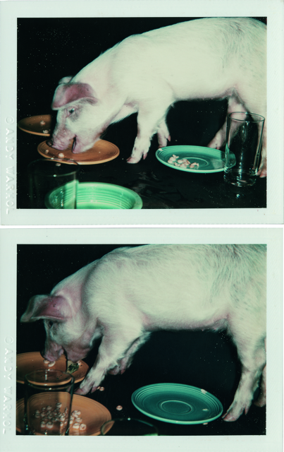 Andy Warhol, ‘Fiesta Pig’, 1979, Christie's Warhol Sale