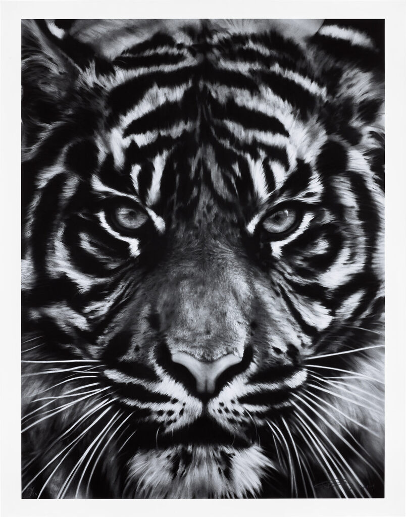 Robert Longo - Untitled (Tiger Head 2)
