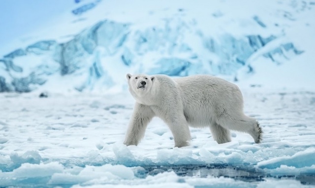 David Yarrow, ‘Ice Queen’, 2019, Photography, Digital Pigment Print on Archival 315gsm Hahnemuhle Photo Rag Baryta Paper, Isabella Garrucho Fine Art