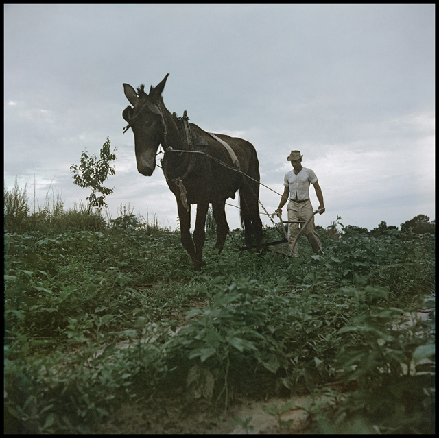 Gordon Parks, ‘Willie Causey, Mobile, Alabama (Mule Plowing 37.051)’, 1956, Photography, Archival digital pigment print, Robert Klein Gallery