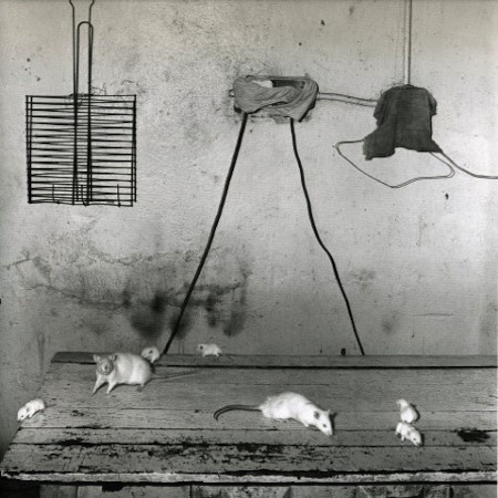 Roger Ballen, ‘Rats on kitchen table’, 1999, Elizabeth Houston Gallery