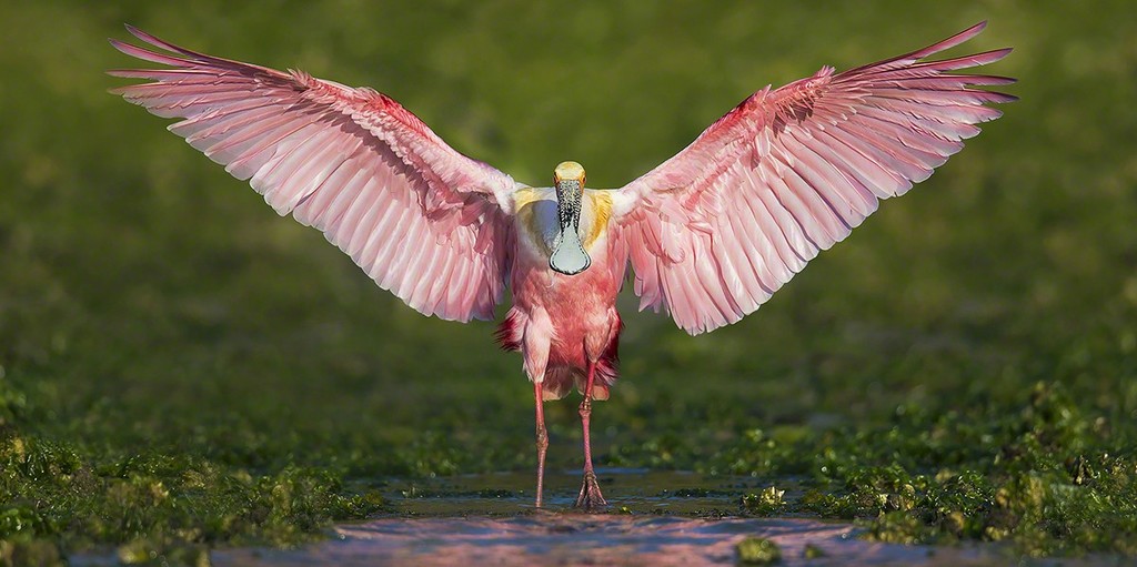 "Flash Of Pink" | Discover an eye level experience. "Flash Of Pink" | Discover an eye level experience.