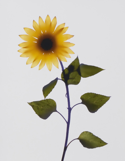 Adam Fuss, ‘Untitled (sunflower)’, 1998, Photography, Unique cibachrome photogram on paper under glass, John Moran Auctioneers