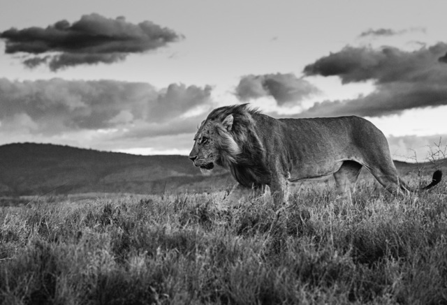 David Yarrow, ‘The Late Shift’, 2017, Isabella Garrucho Fine Art