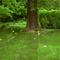Douglas Gordon