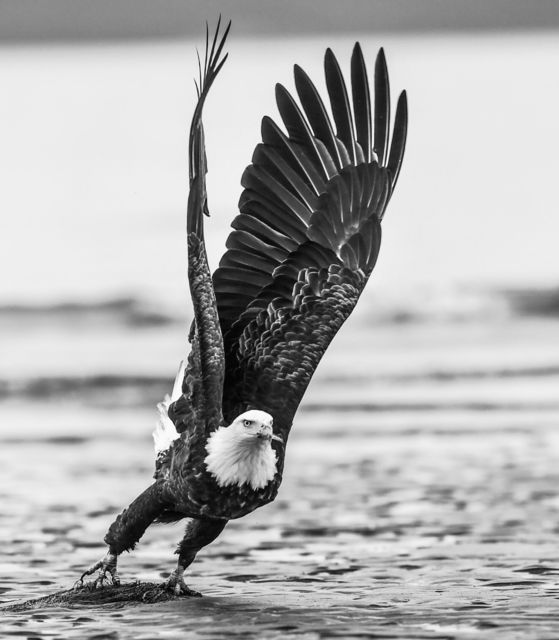David Yarrow, ‘Take Off’, 2016, Photography, Archival Pigment Print, Maddox Gallery