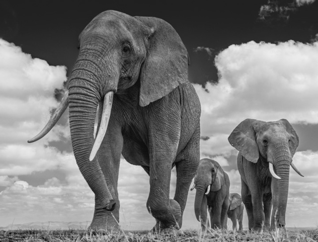 David Yarrow, ‘The Garrison’, ca. 2016, Isabella Garrucho Fine Art