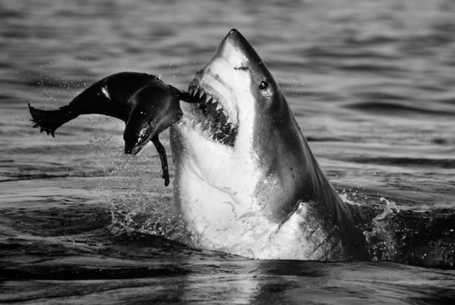 David Yarrow, ‘Jaws’, 2015, Photography, Archival Pigment Print, Maddox Gallery