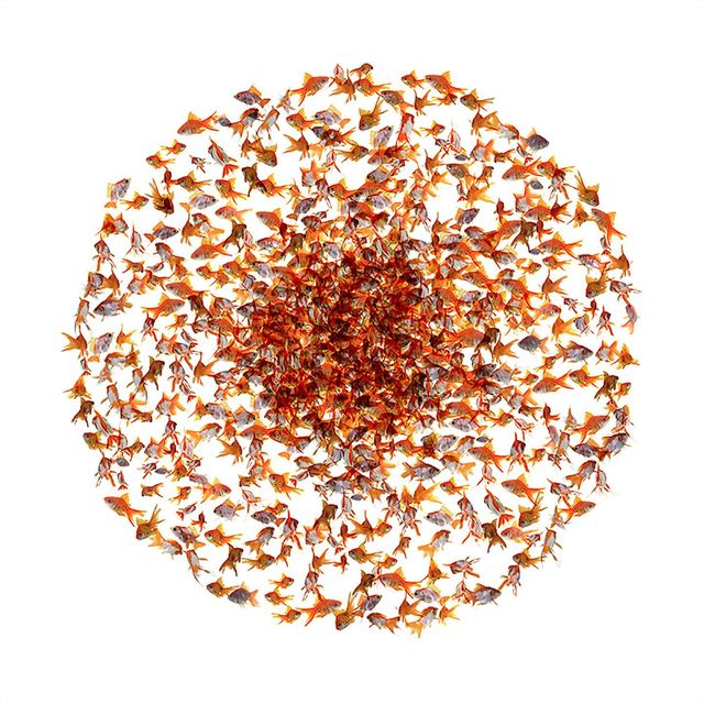Ysabel Lemay, ‘The Seed ’, 2010 , The Directed Art Modern