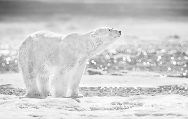 David Yarrow, ‘The Emperor Of The North ’, 2017, Photography, Archival Pigment Print, Maddox Gallery