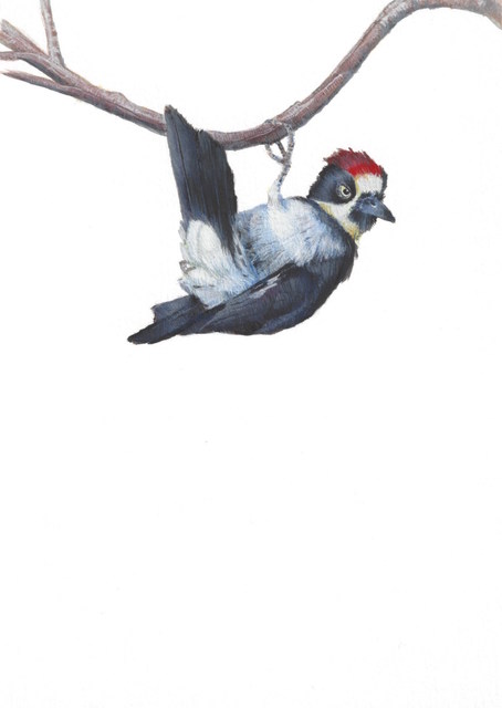 Dina Brodsky, ‘Woodpecker’, 2018, Drawing, Collage or other Work on Paper, Watercolor and gouache on paper, Garvey | Simon