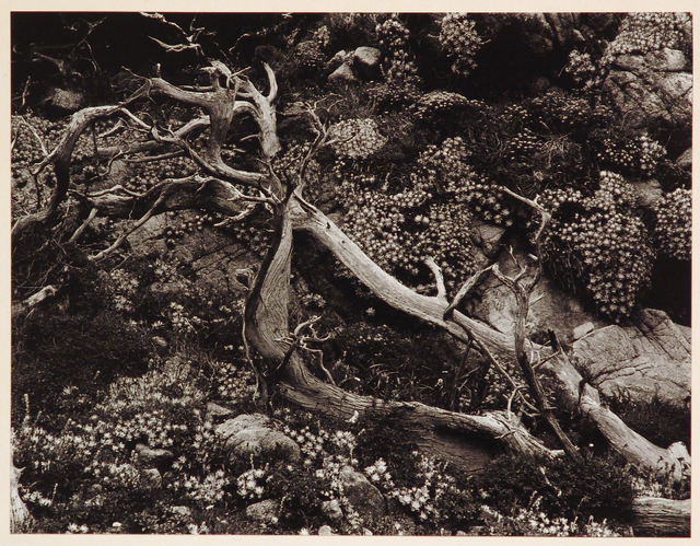 Brett Weston, ‘Tree Roots with Succulents, Point Lobos’, 1952, Etherton Gallery