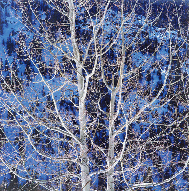 Christopher Burkett, ‘Glowing Winter Aspen, Colorado’, 2000, Photography, Cibachrome print, Etherton Gallery