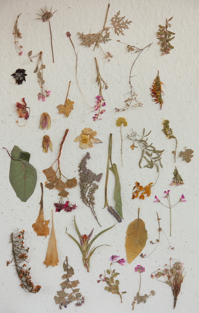 Lien Botha, ‘Plant Press Collection’, 2009, Photography, Archival pigment print, Barnard
