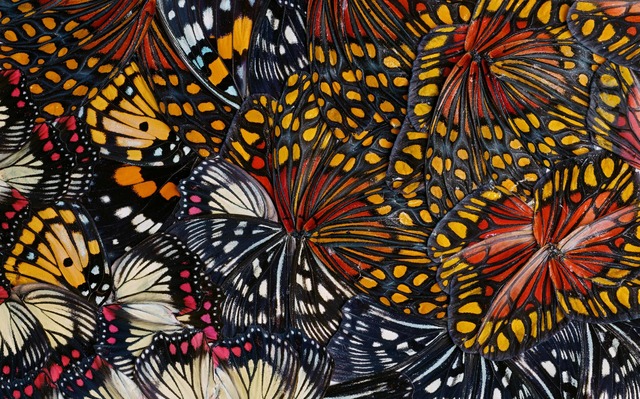 Nathalia Edenmont, ‘Singularity (collage)’, 2011, Nancy Hoffman Gallery