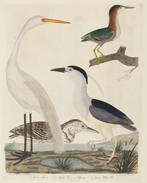 John G. Warnicke after Alexander Wilson, ‘Green Heron, Night Heron, Young Heron, and Great White Heron’, published 1808-1814, National Gallery of Art, Washington, D.C.