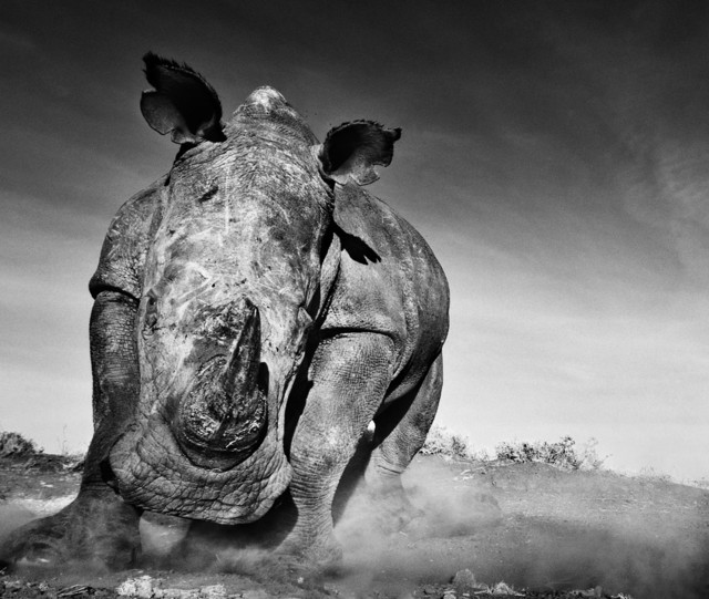 David Yarrow, ‘Charge’, 2013, Isabella Garrucho Fine Art