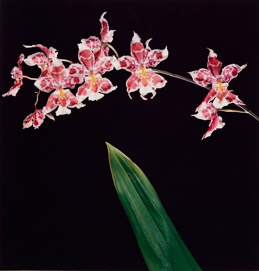 Robert Mapplethorpe - Orchids