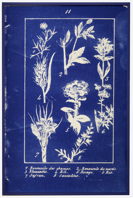 Penelope Stewart, ‘plate 11 Nouvelle Botanique (phthalo blue)’, 2018, CMS Art Projects