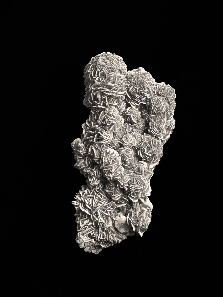 desert rose i 沙漠玫瑰 i, 2014